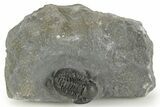Detailed Gerastos Trilobite Fossil - Morocco #377256-2